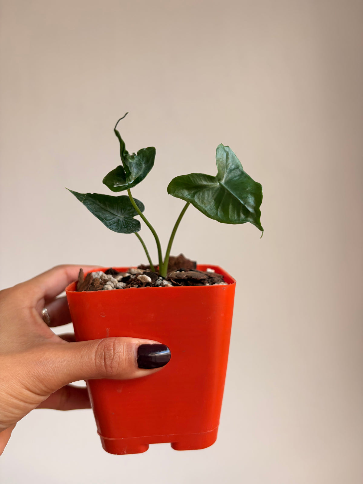 Alocasia teletubbies