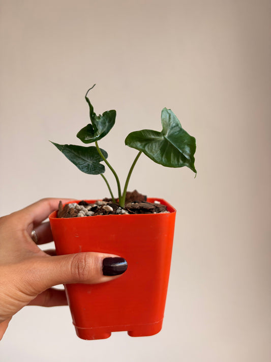 Alocasia teletubbies