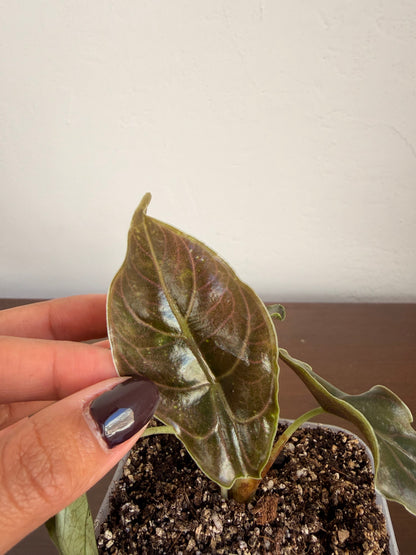 Alocasia Azlanii