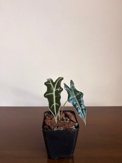 Alocasia Nobilis