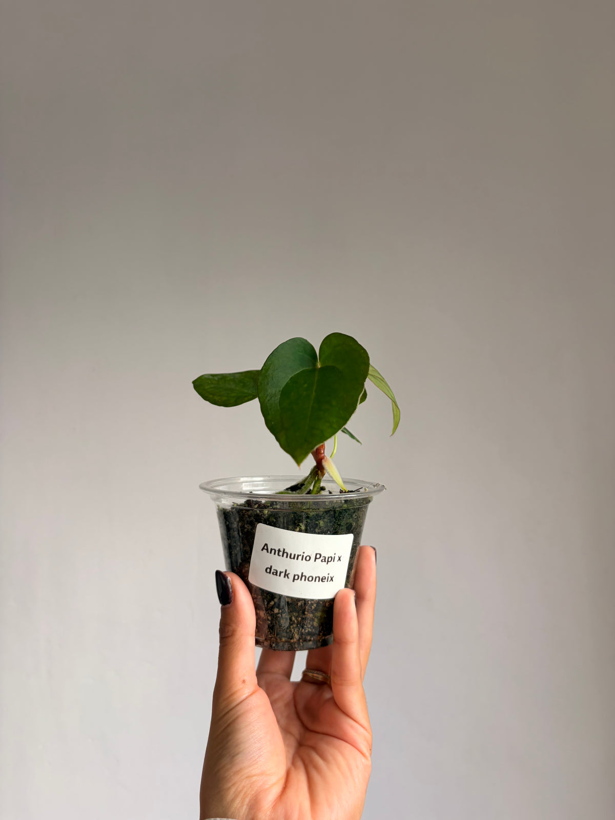 Anthurium Papi × Dark Phoenix