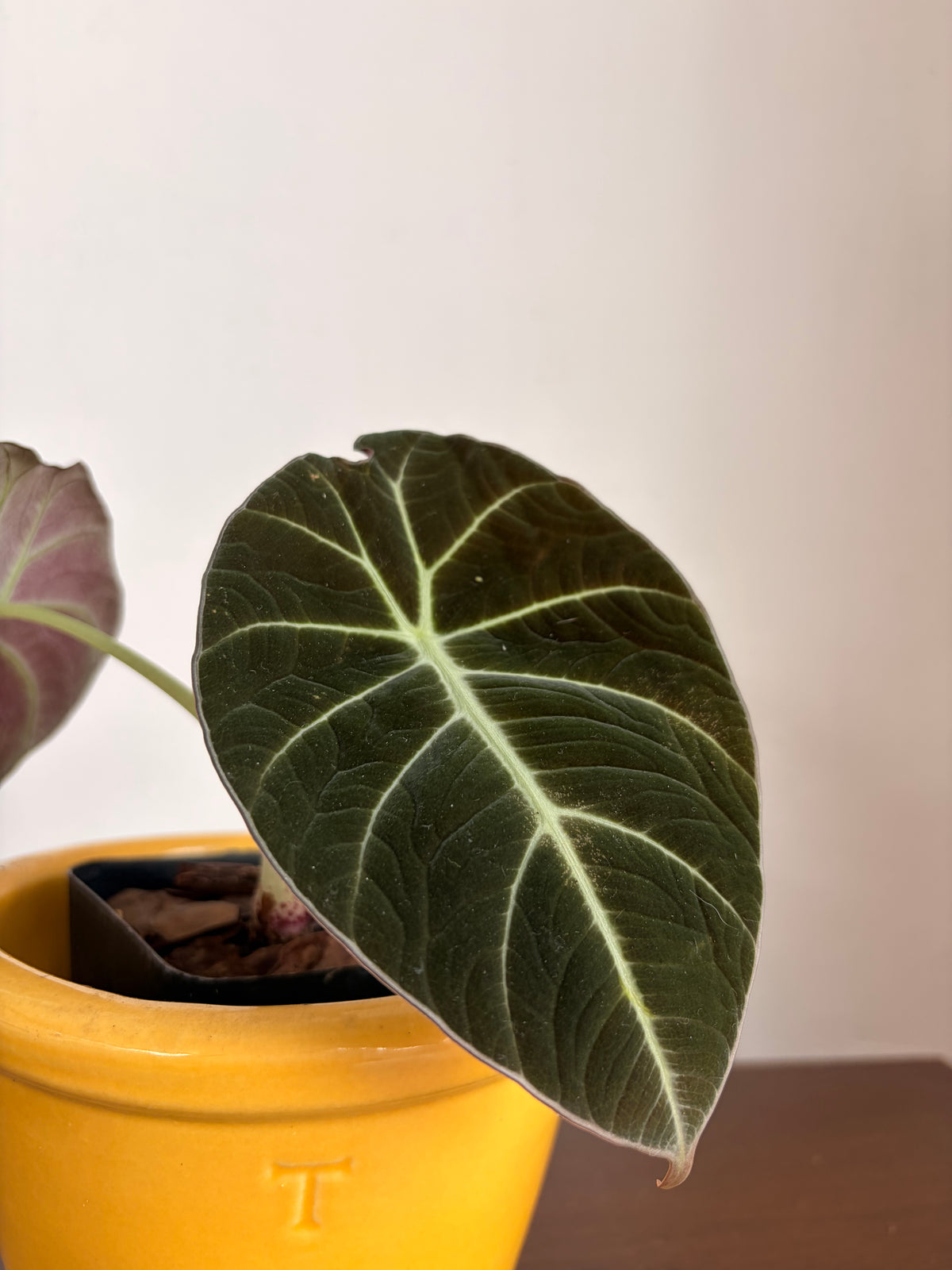 Alocasia Black Velvet
