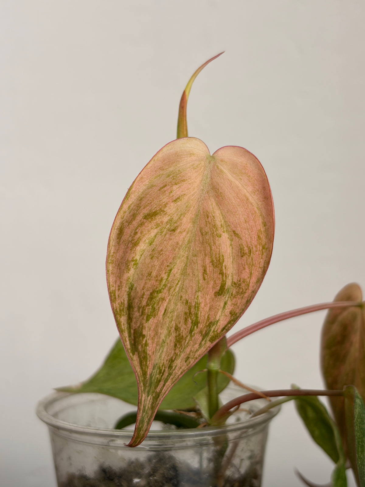 Philodendro Micans Variegado Pink