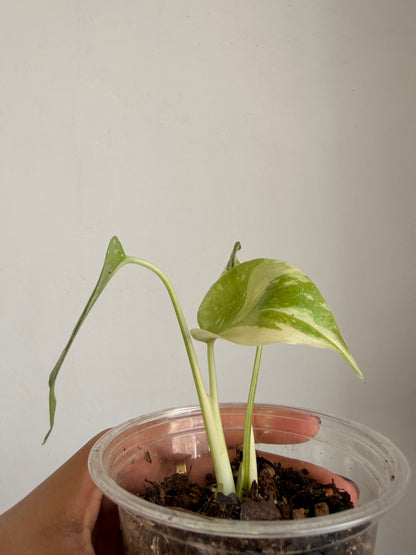 Monstera Thai Constellation