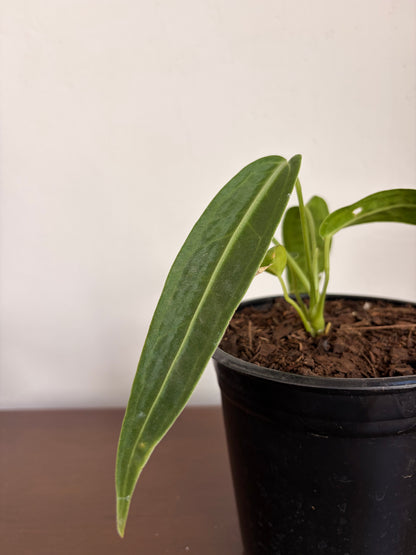 Anthurio warocqueanum