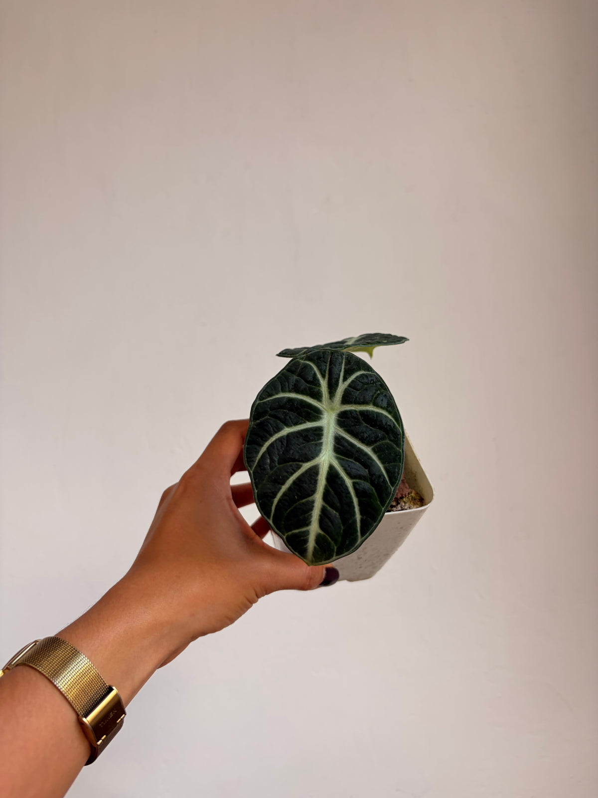 Alocasia Ninja