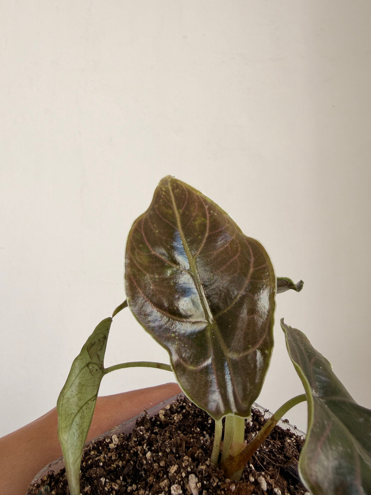 Alocasia Azlanii