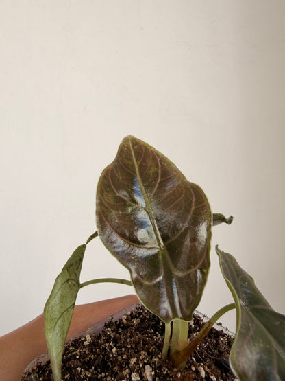 Alocasia Azlanii