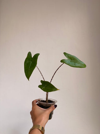 Alocasia Zebrina