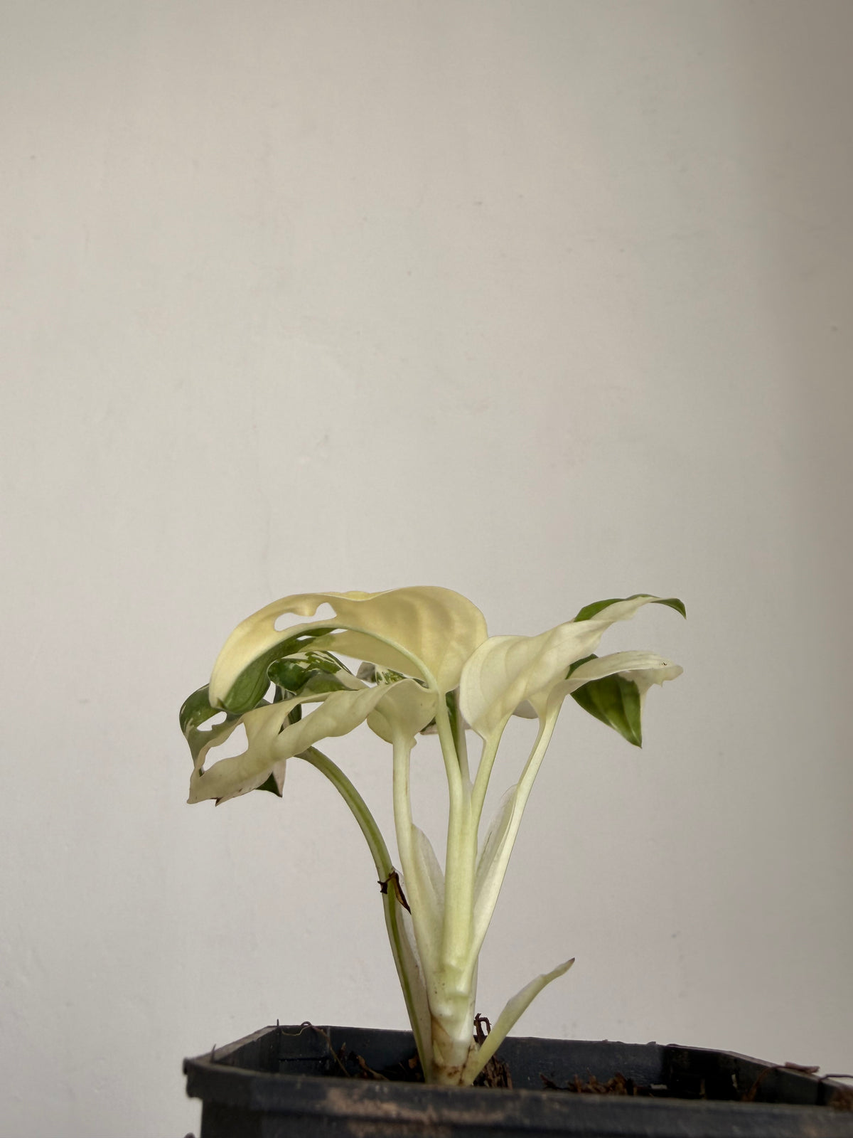 Monstera Adansonii Variegada