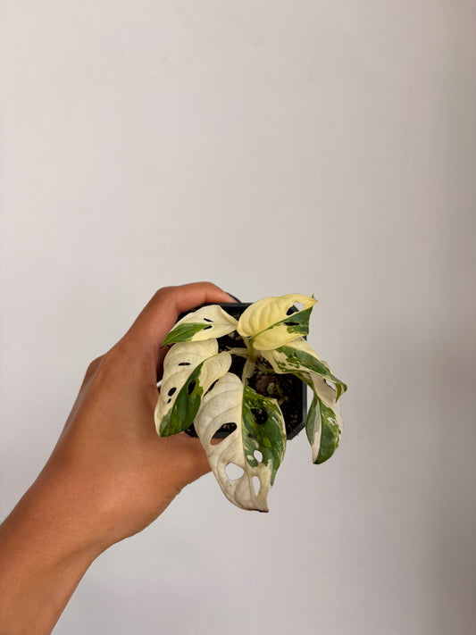 Monstera Adansonii Variegada