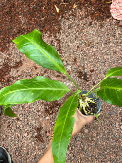 Anturio Hookeri