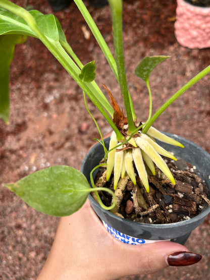 Anturio Hookeri