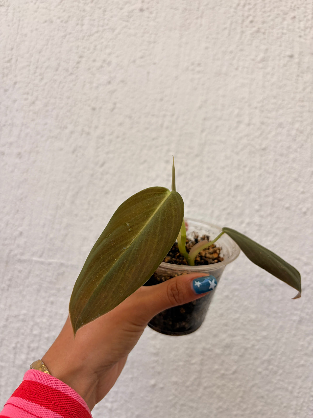 Philodendro Gigas