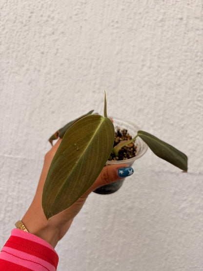 Philodendro Gigas