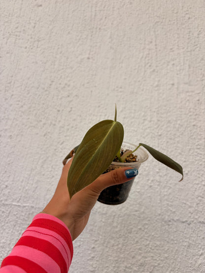 Philodendro Gigas