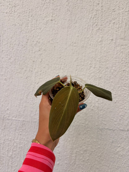 Philodendro Gigas