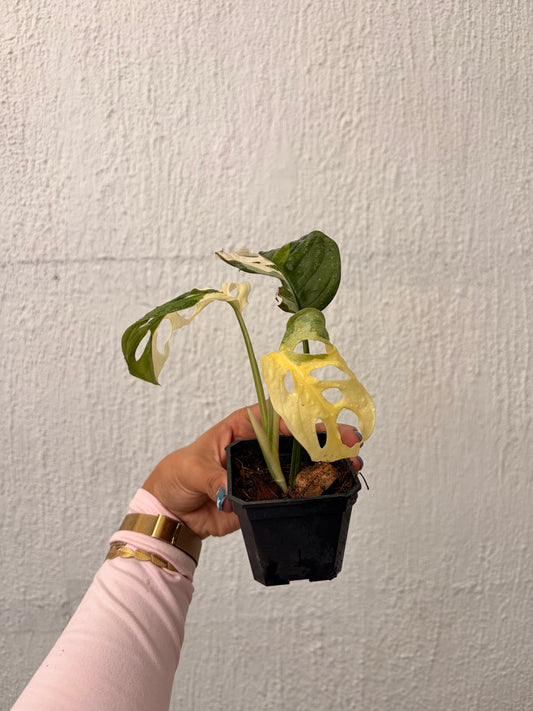 Monstera Adansonii Variegada