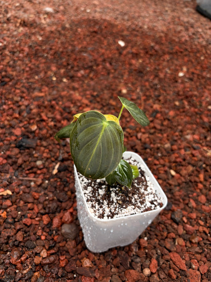 Philodendro melanocrysum