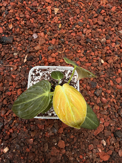 Philodendro melanocrysum