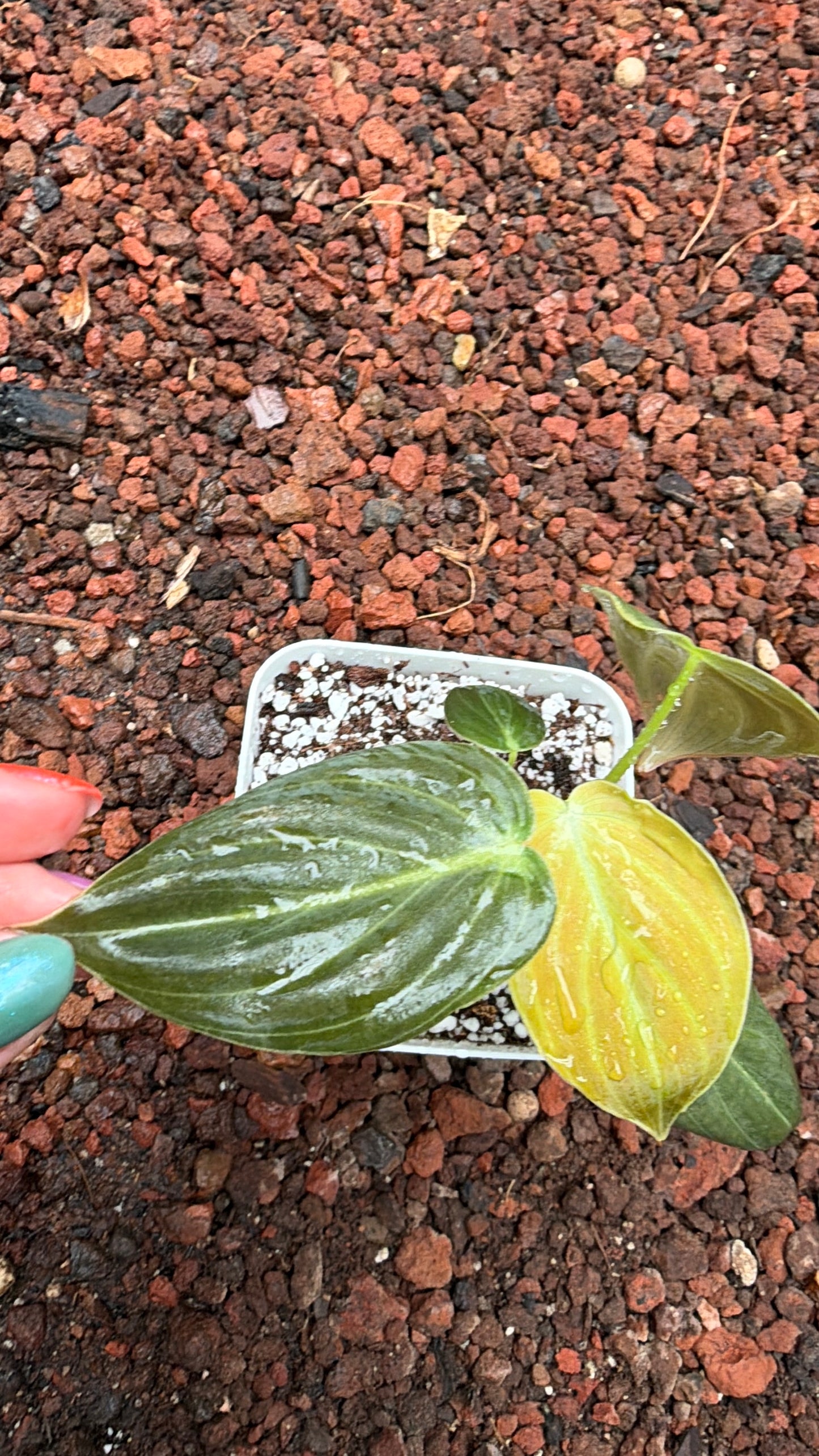 Philodendro melanocrysum