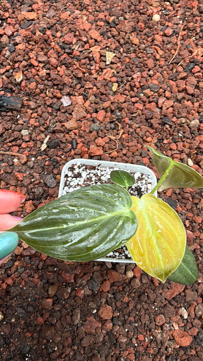 Philodendro melanocrysum