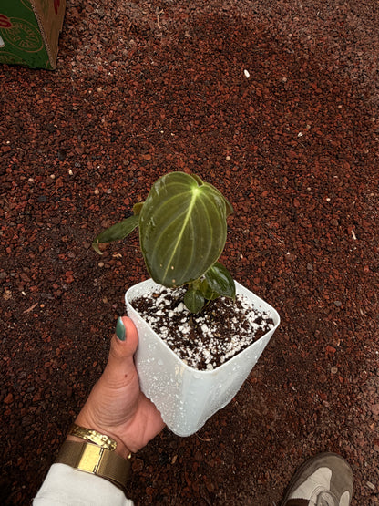 Philodendro melanocrysum