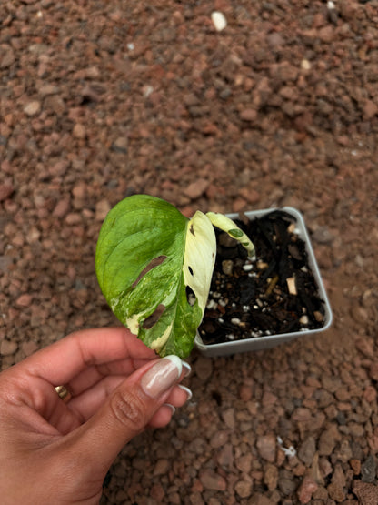 Monstera Adansonii Variegada