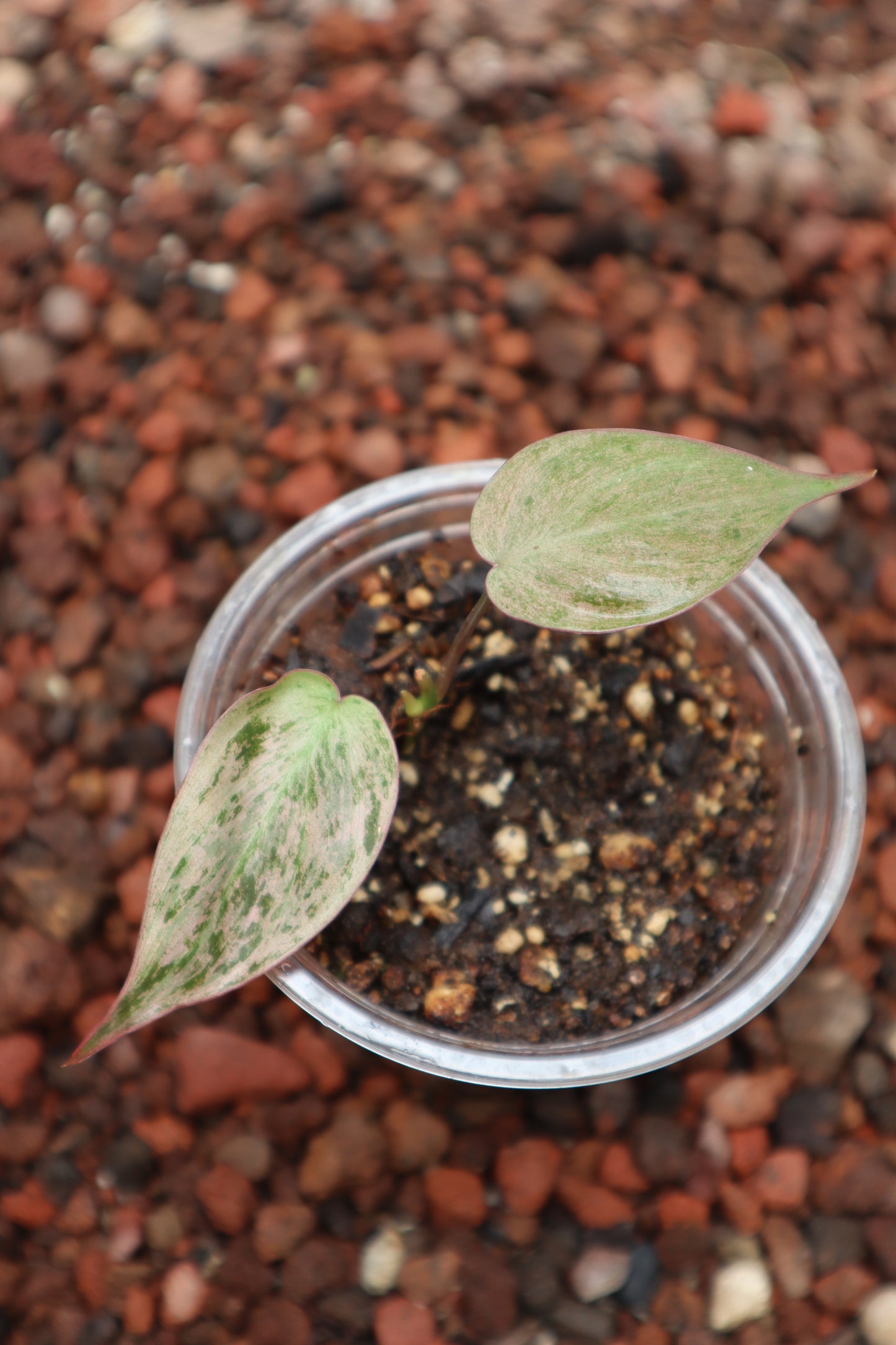 Philodendro Micans Mint