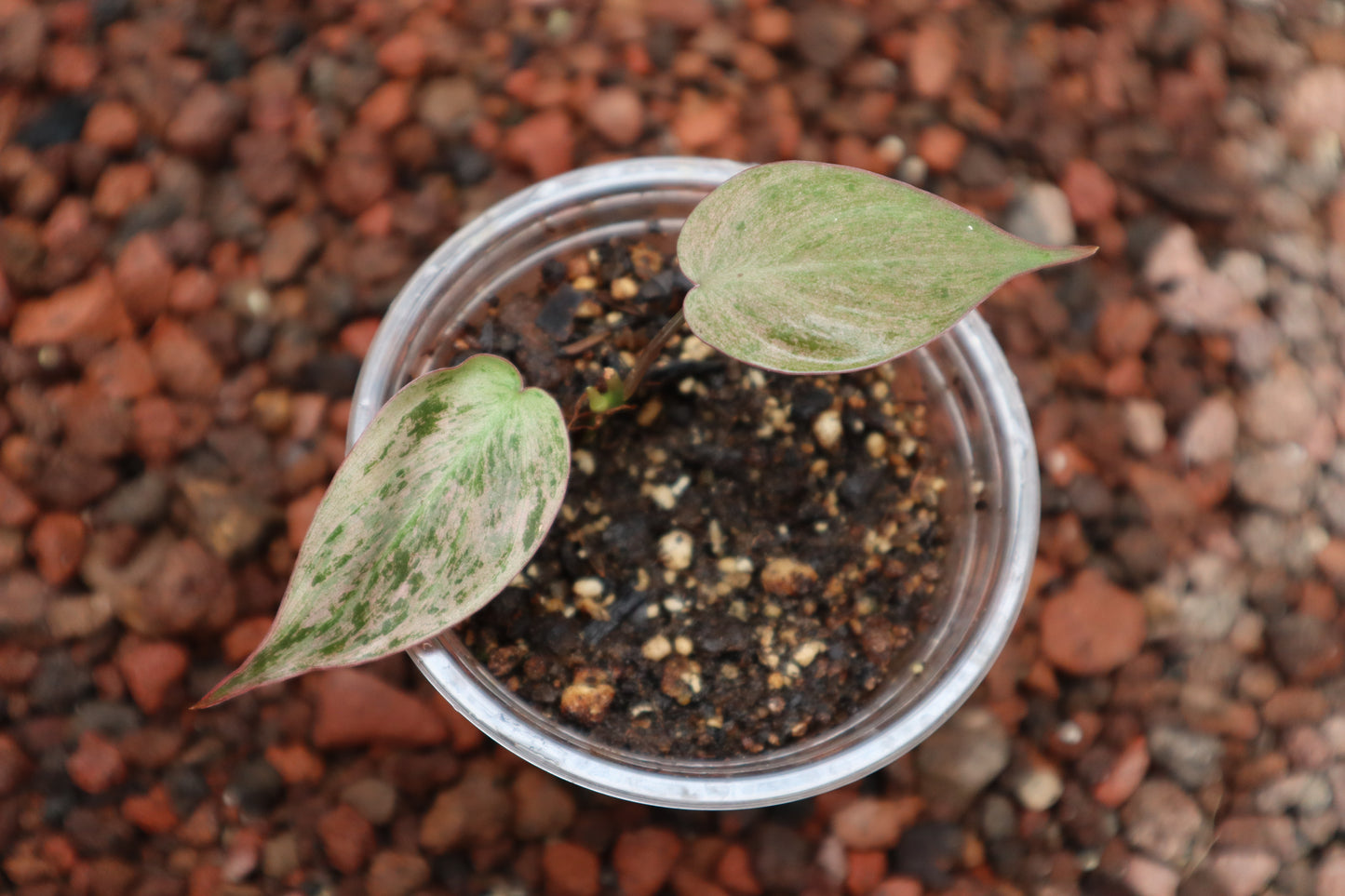 Philodendro Micans Mint
