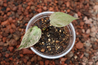 Philodendro Micans Mint