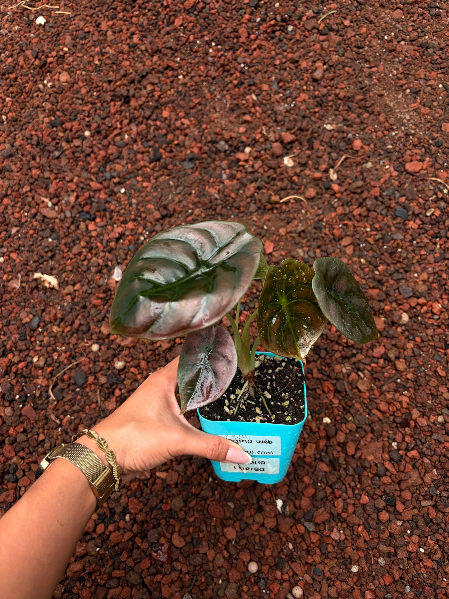Alocasia Cuprea