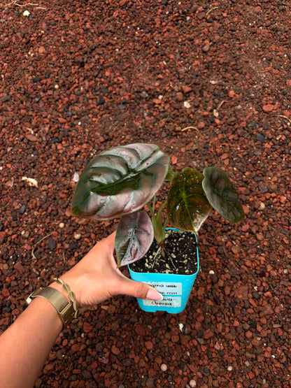 Alocasia Cuprea