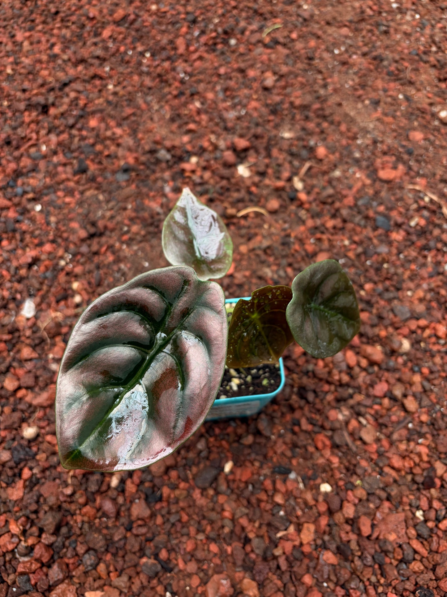Alocasia Cuprea