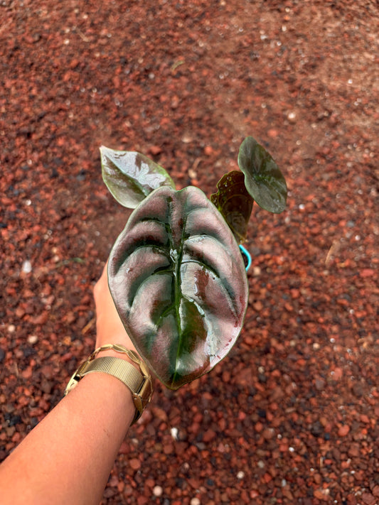 Alocasia Cuprea