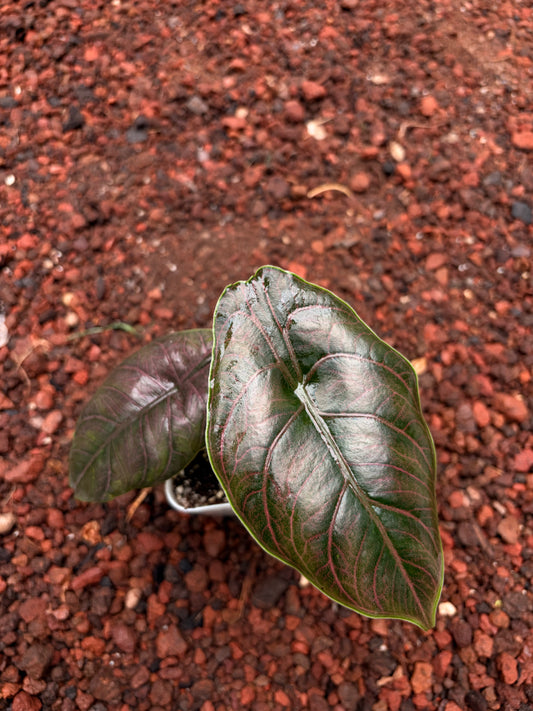 Alocasia Hazlani