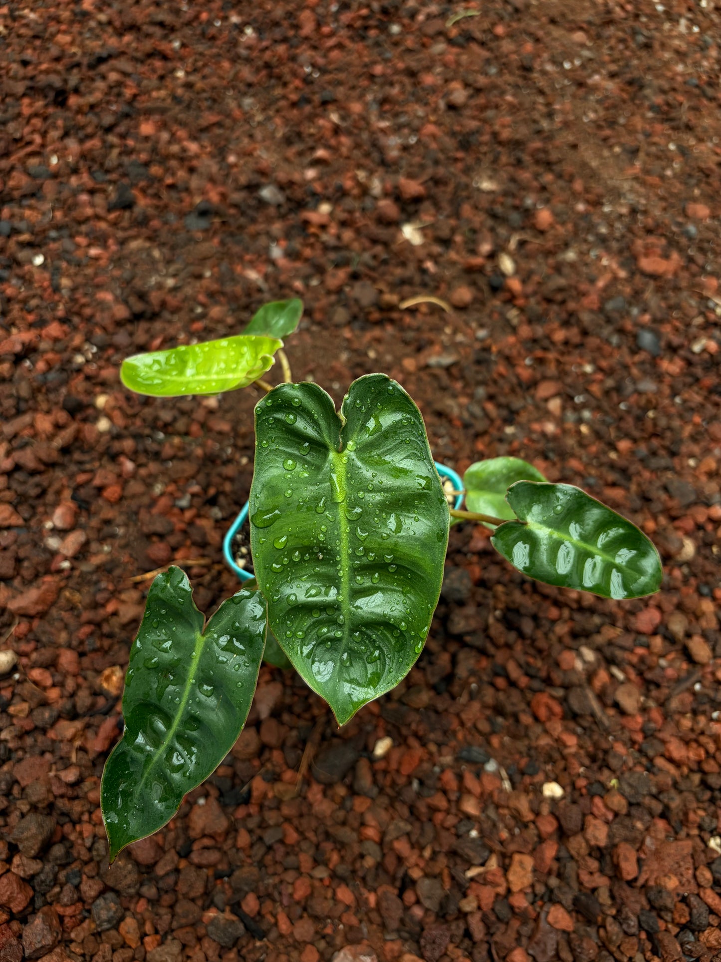 Philodendron billietiae