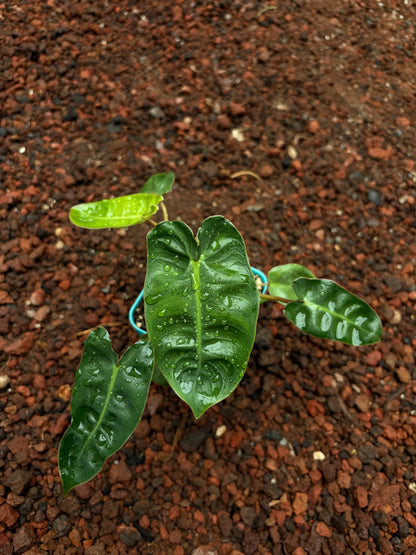 Philodendron billietiae