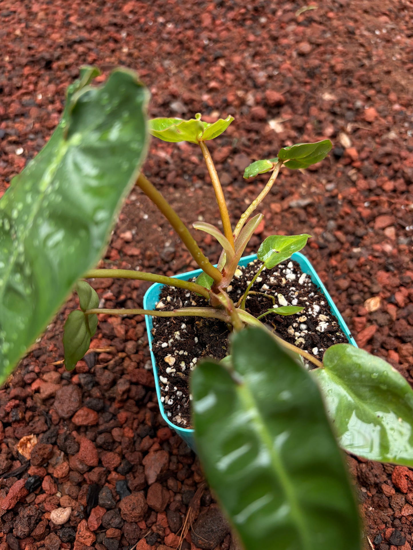 Philodendron billietiae