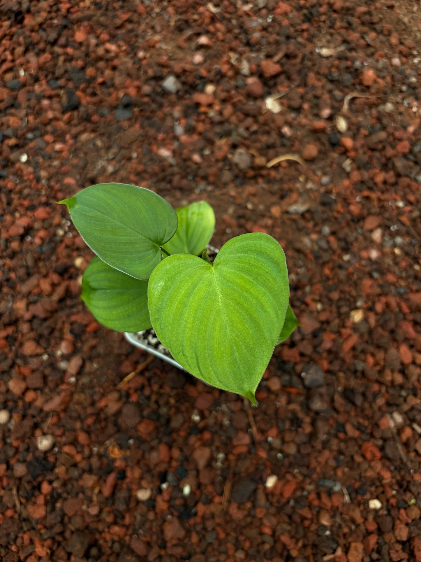 Philodendro Peru (Green Galaxy)