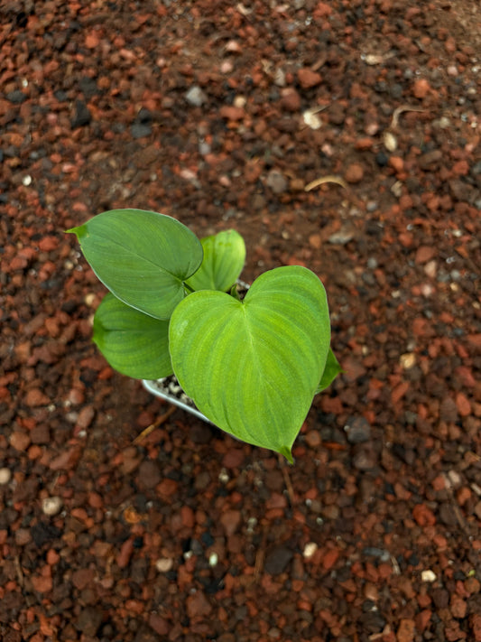 Philodendro Peru (Green Galaxy)