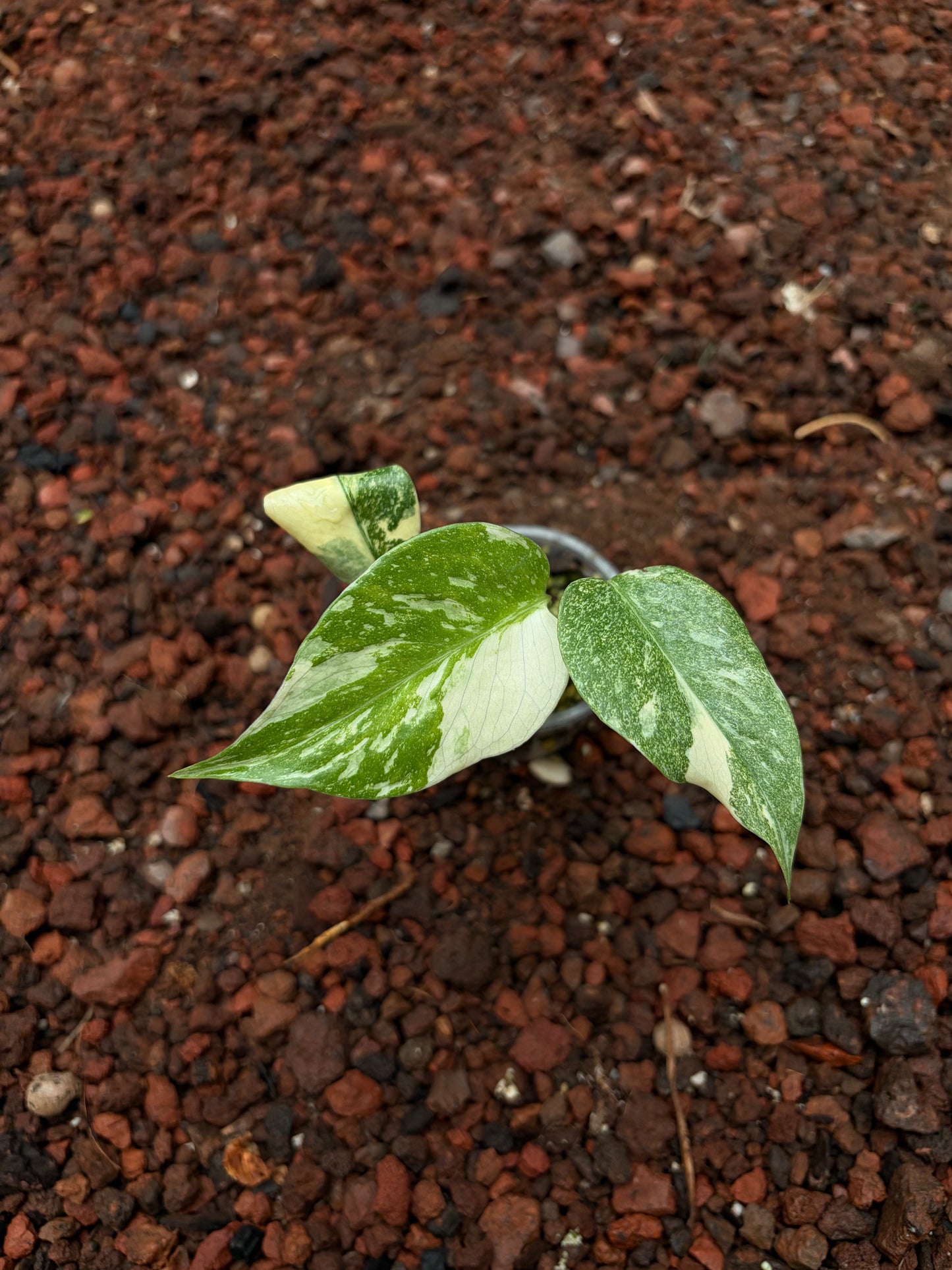 Monstera Thai Constellation