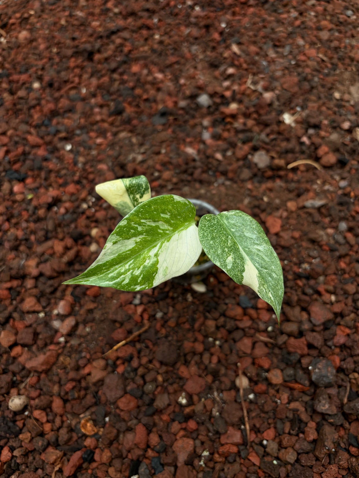 Monstera Thai Constellation
