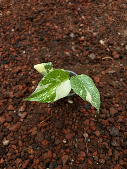 Monstera Thai Constellation